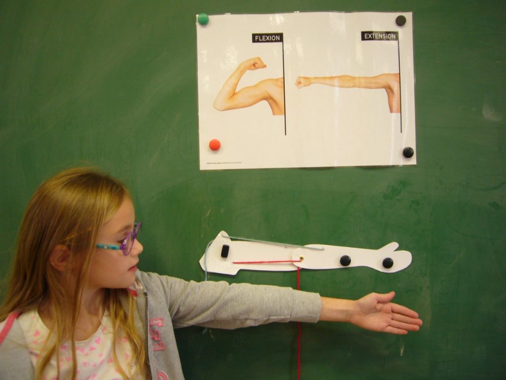 Notre défi sciences en CE1/CE2 (suite)